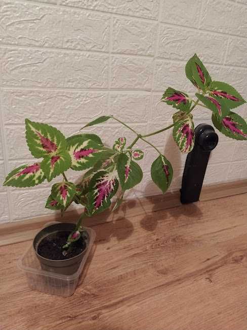 стайни растения + отстъпка