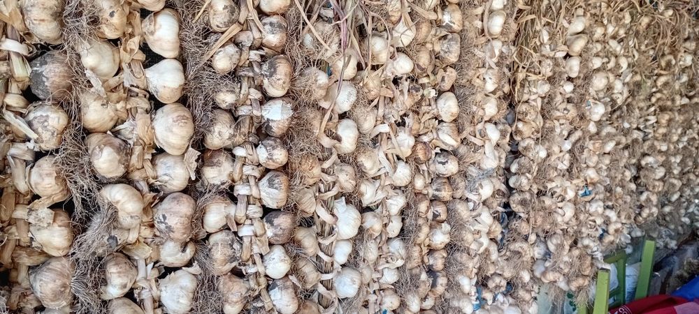 Usturoi de toamnă de vânzare