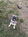Mascul spre adoptie