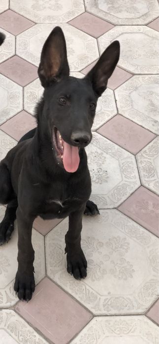 Бельгийская овчарка