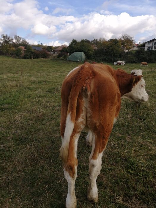 Vand vitea baltata romaneasca