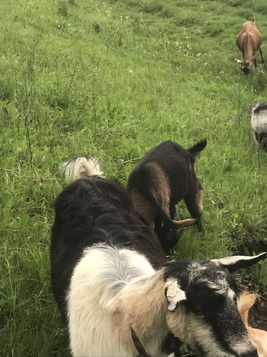 Vand 3 capre cu 3 iedute si in tapisor
