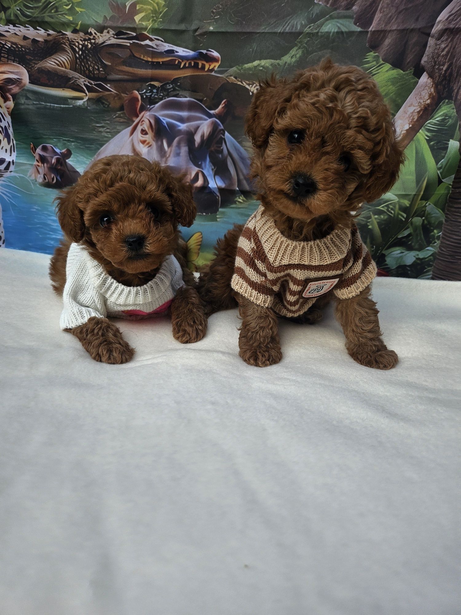 Той пудел / Poodle toy/ с документ за произход
