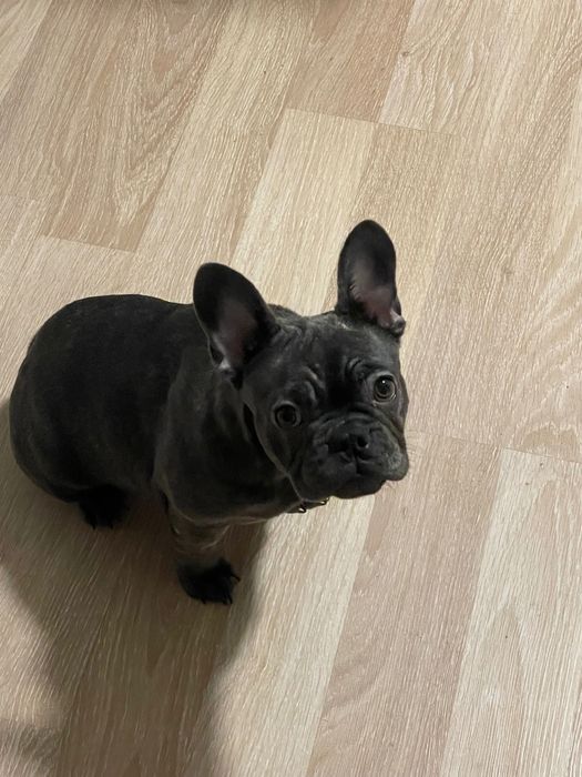 Женски Френски Булдог Син