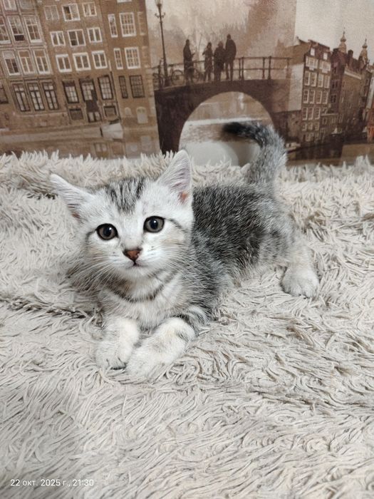Шотландский котенок