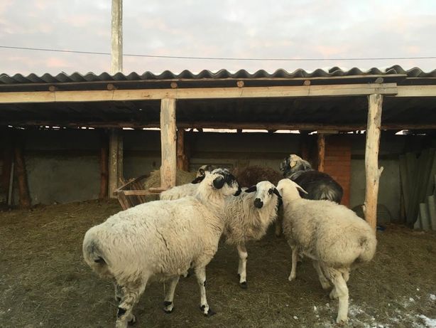 Продам овец баранов гиссарская