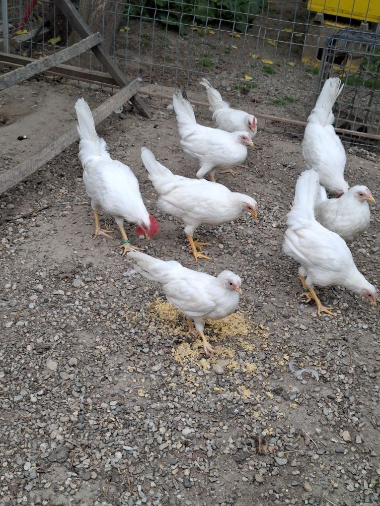 Pui rasa LEGHORN  [ cea mai outoare rasa)