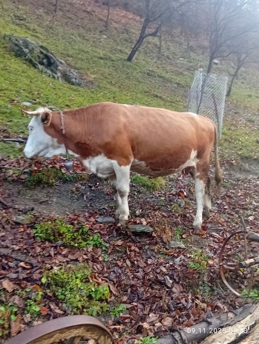 Vînd vaca bălțată româneasca