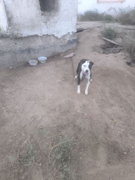 Pit Bull dog, Pitbull, питбуль