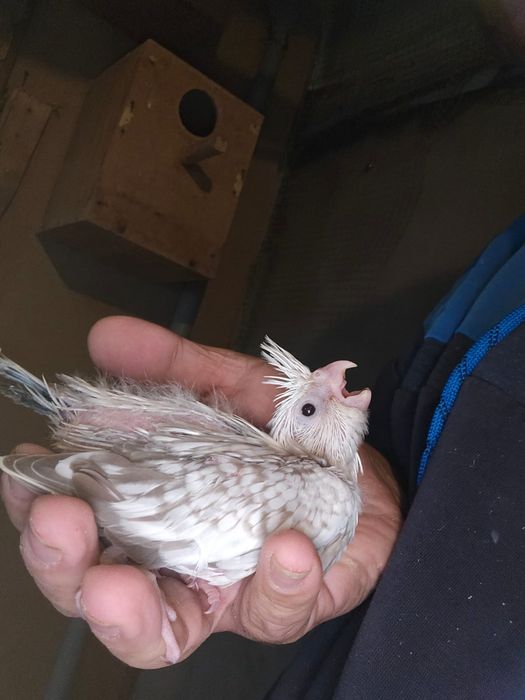 Pui nimfa de crescut la seringa