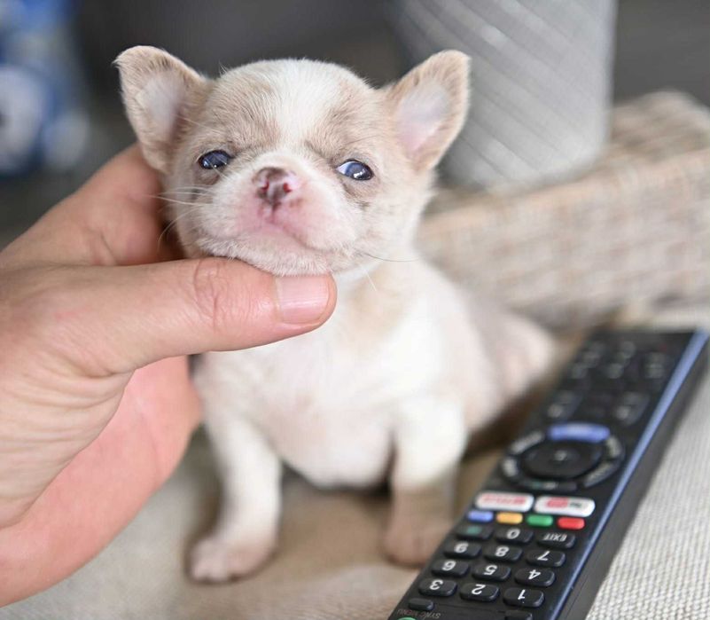 Женско мини чихуахуа лилаво мерле