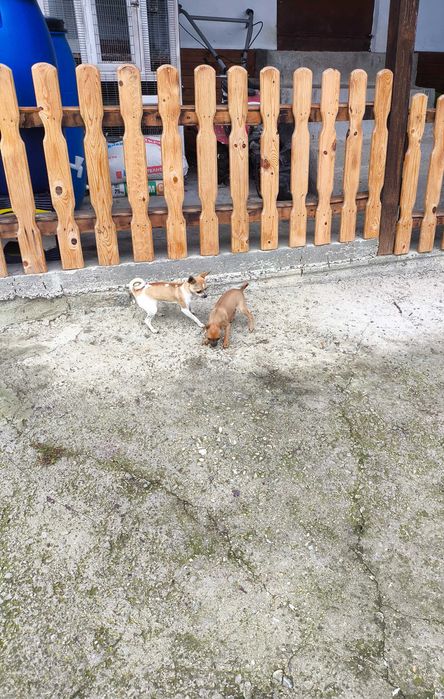 Продавам кучета Чихуахуа