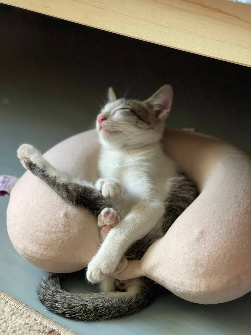 Котята бесплатно