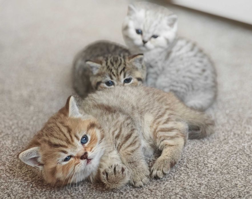 Шотландски клепоухи бебета