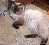 Котят отдам даром. Очаровательные малыши для души.