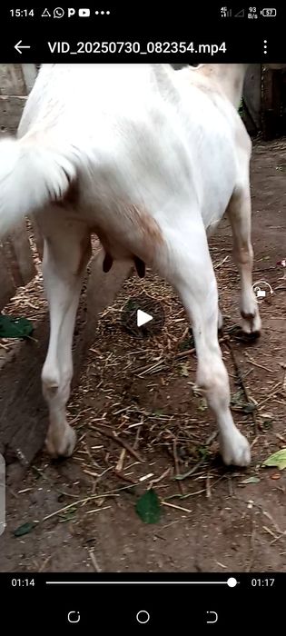 Козочка высокоудойной козы