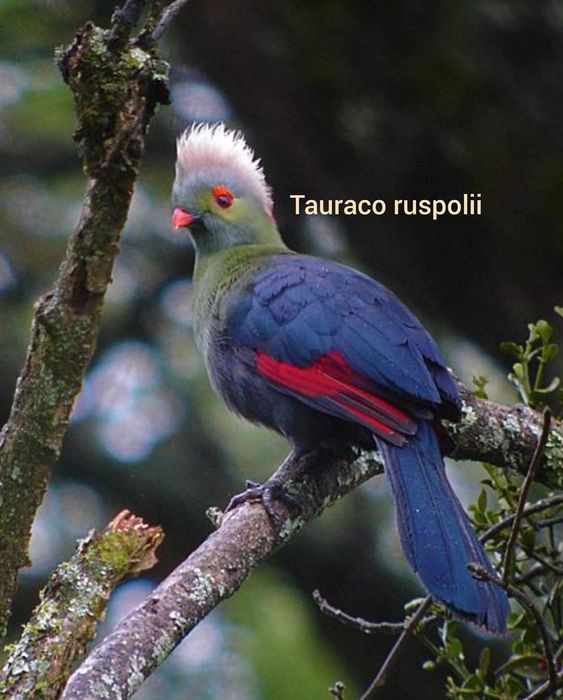 Райская птица и турако, тухум сотилмиди