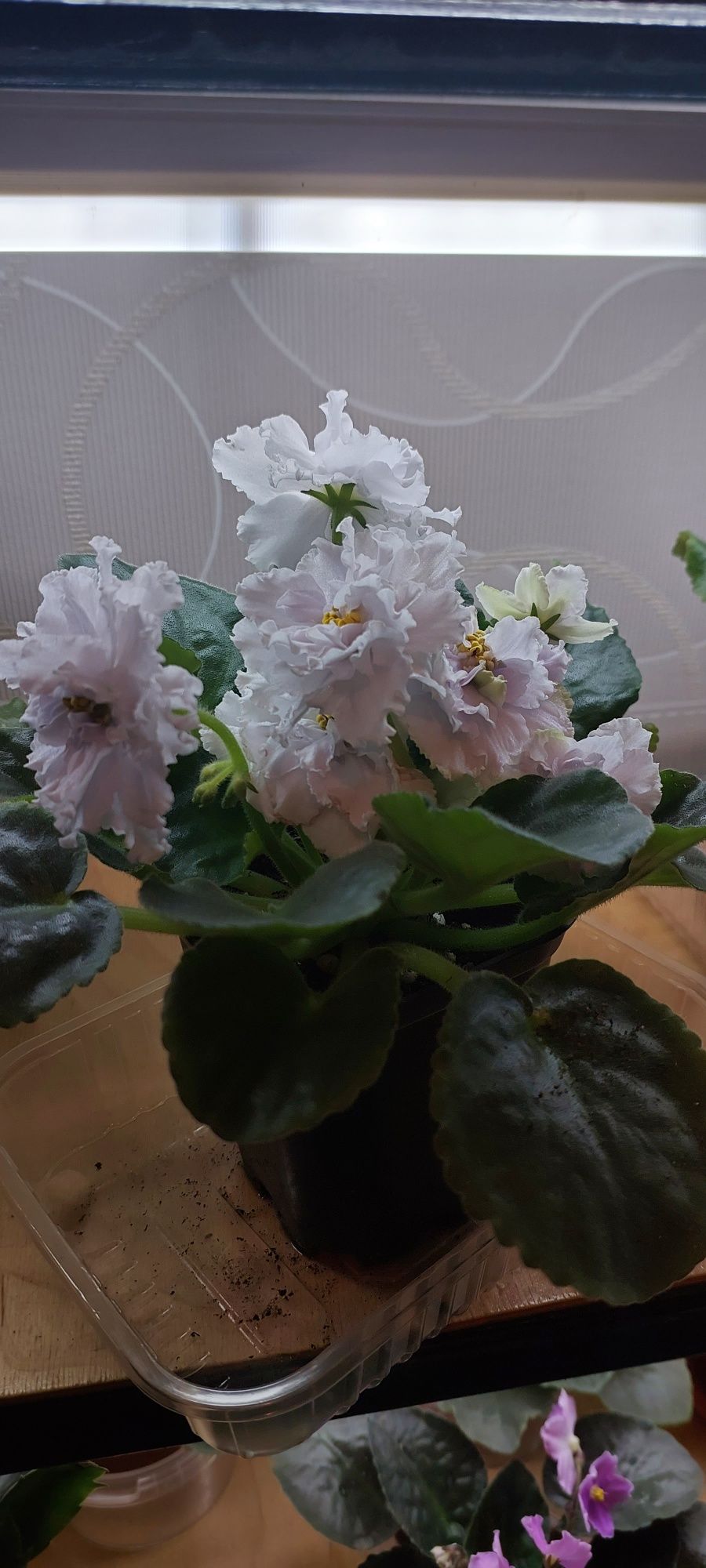 Продаю фиалки.домашние.есть разные сорта.