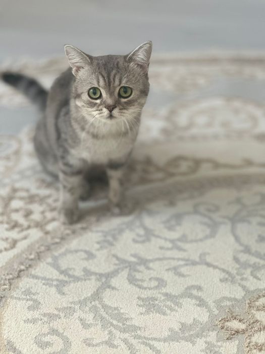 Отдам кошку бесплатно