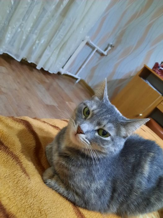 Отдам кошку в  добрые руки