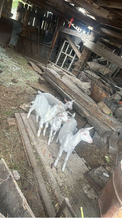 Зааненские козлята