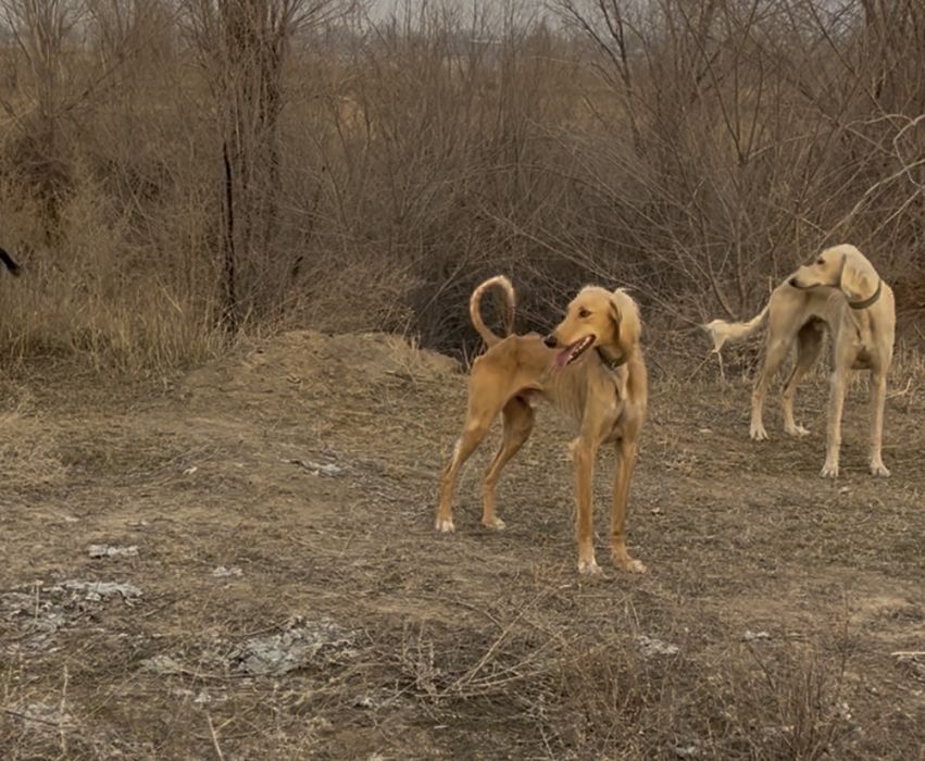 Тазы 1 жарымда жасы.ауызданған қойан ,тулкі .Шырғаға жугіреді