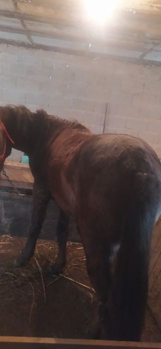 Продам коня жеребчик 1.9 возраст стоит на аткорме давно