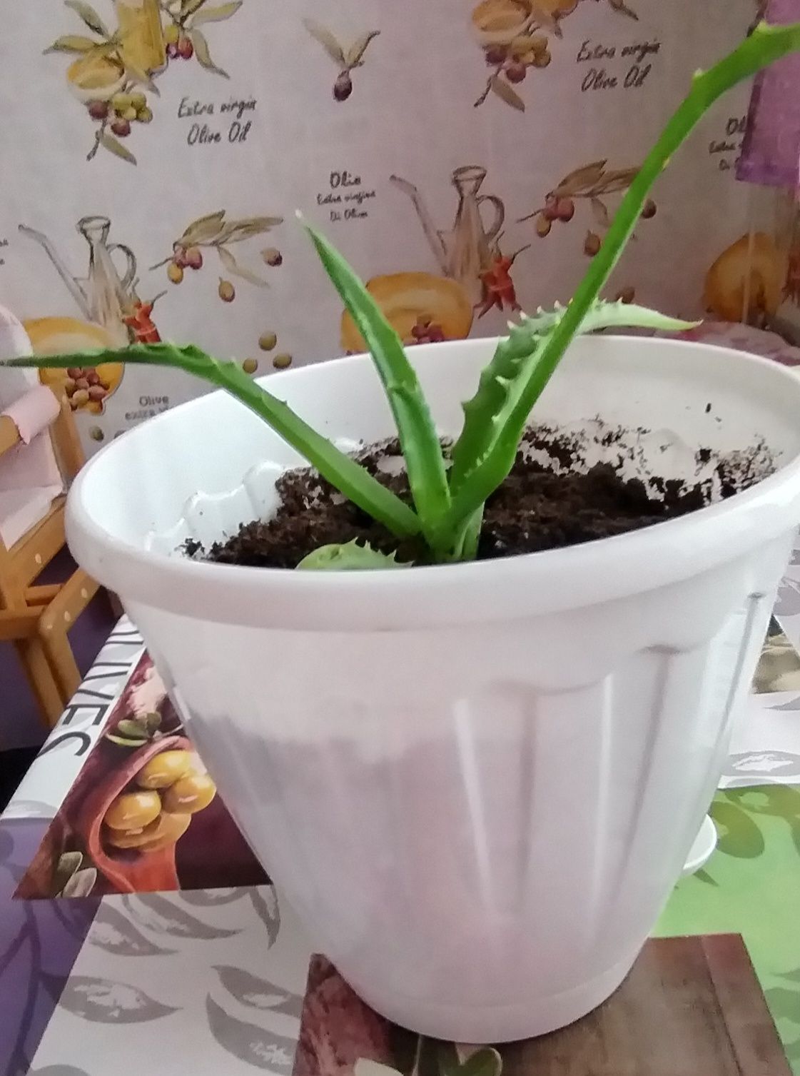 Продам цветы скуленты и алоэ