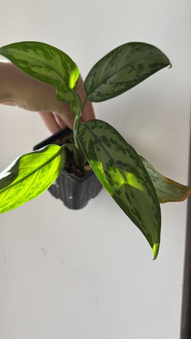 Аглаонема Мария, комнатные цветы