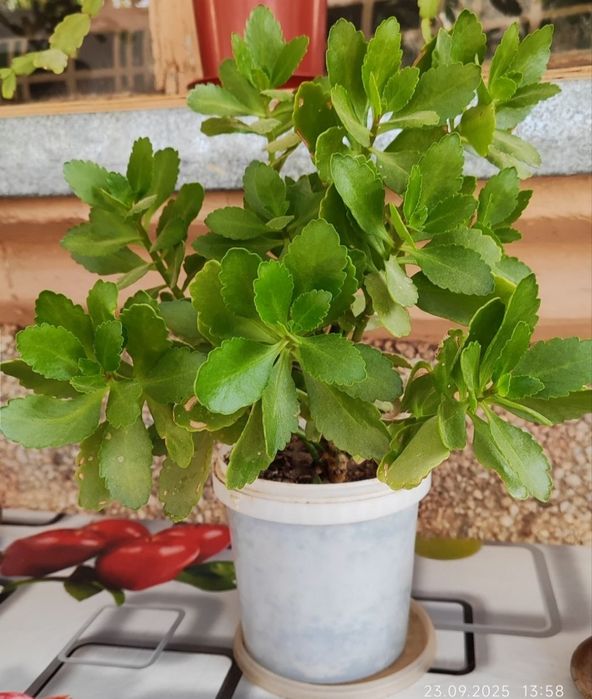 Каланхое розовый