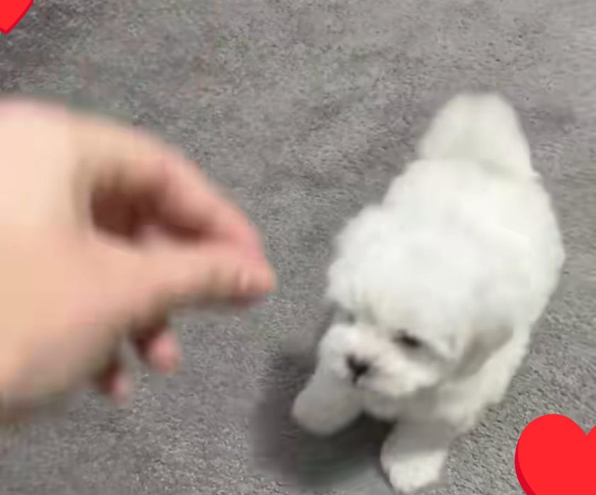 Bichon talie  mică ajut cu transport în țară