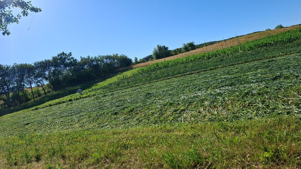 Curăț curți și grădini!