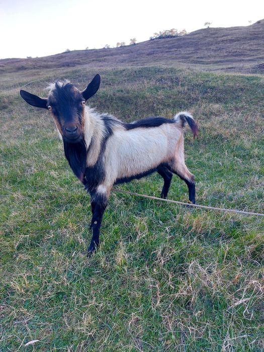 Vând capre gestante si țap