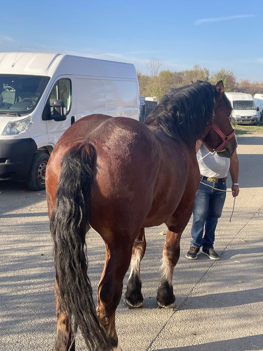 Vand armasar de 4ani