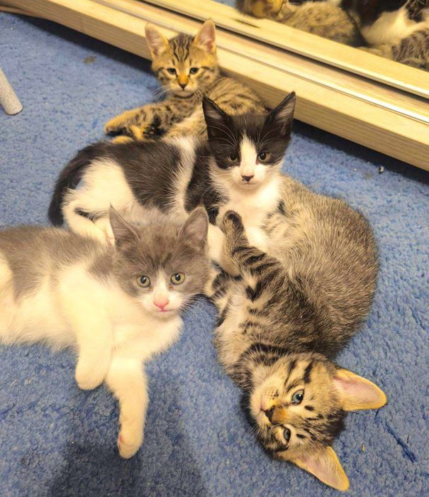 Отдам домашних котят. В Добрые Руки !!!