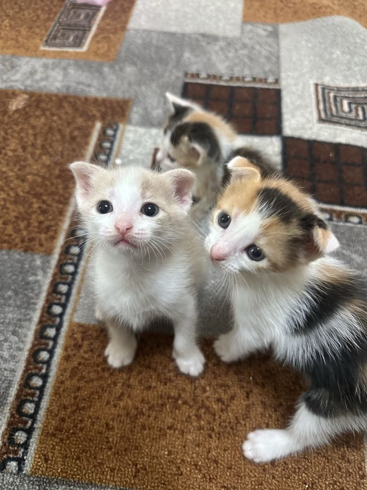 Котята котята котята