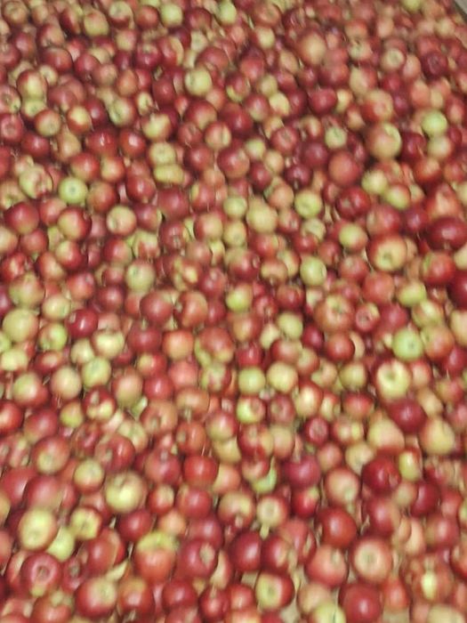 Vând mere pentru industrializare(pentru suc]