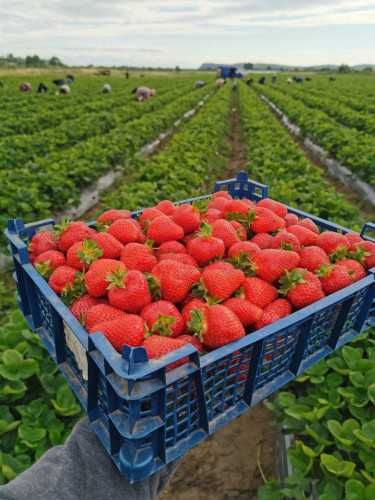 Елитен разсад Ягоди и Малини!