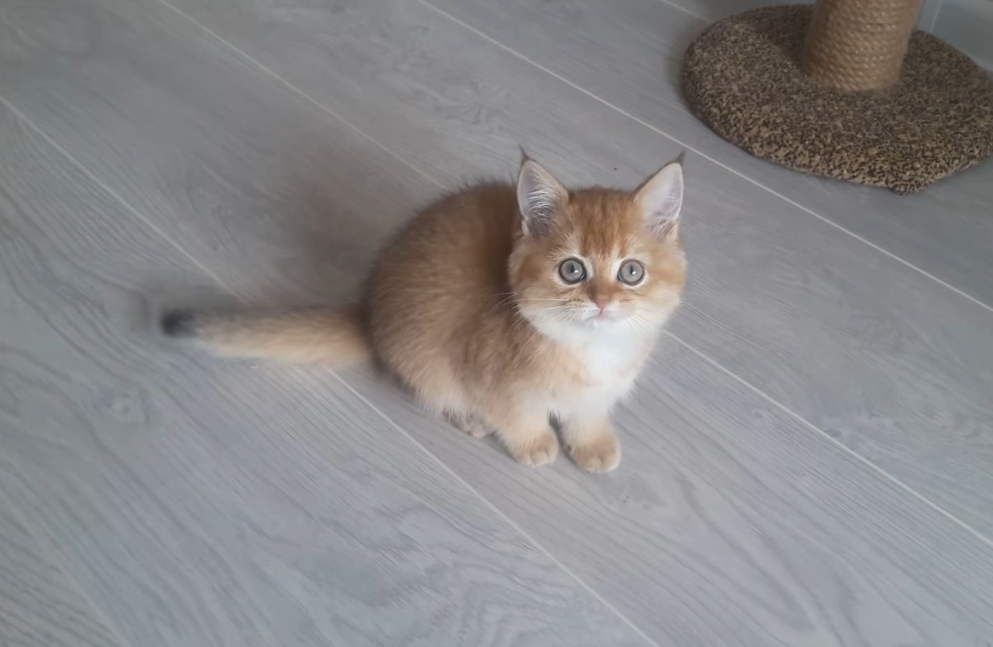 Алматы Большой Выбор котят