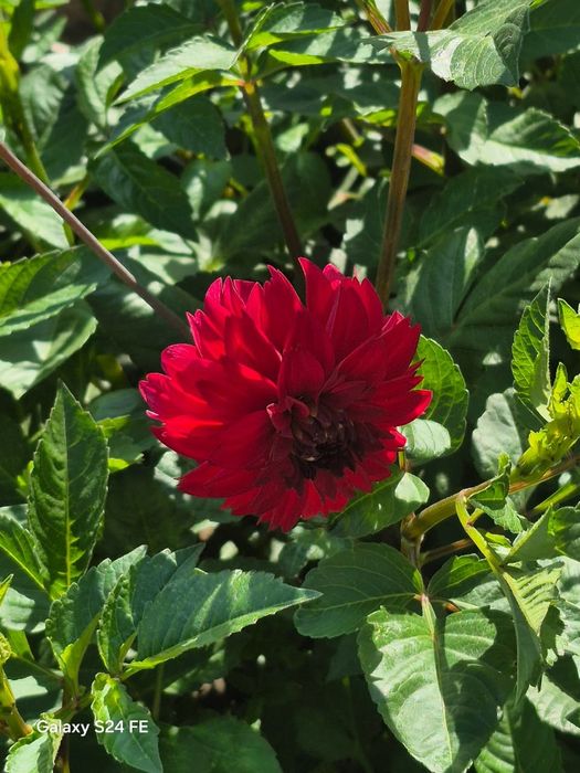 Продам цветы георгины с клубнем со своего садового участка.