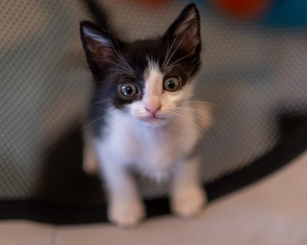Adoptă iubire cu mustăcioare – 4 pisoiaşi blânzi așteaptă acasă