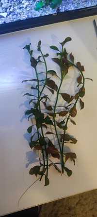 Аквариумно растение ludwigia repens rubin