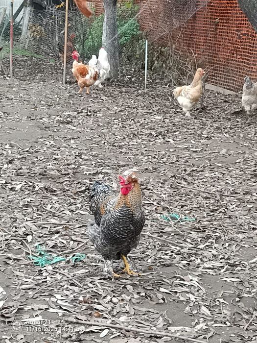 Cocosi luna Aprilie diferite rase si dimensiuni