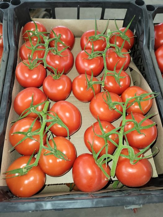 Томаты с Туркменистана, помидор, pomidor, fresh tomato