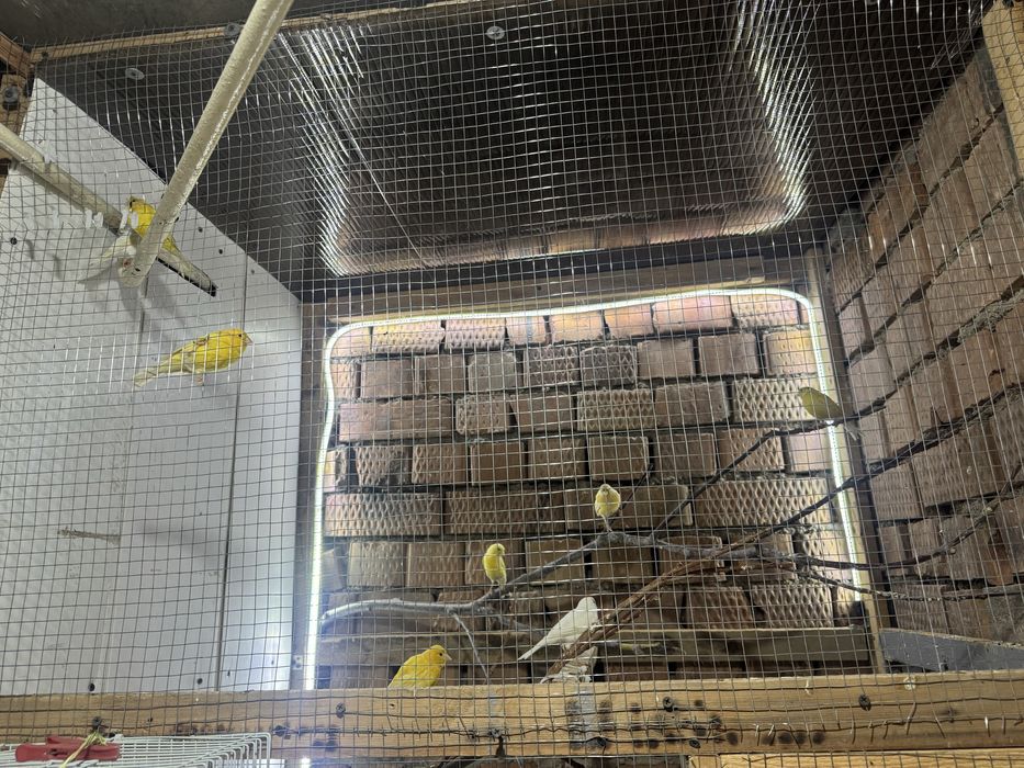 Канарейки самки самцы разнобой