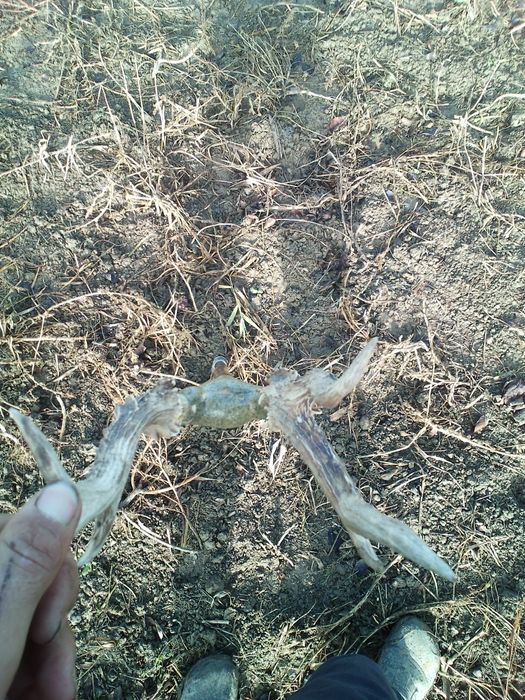 Baston ciomag bâtă toiag