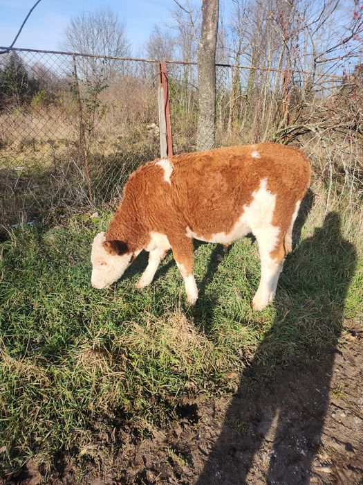 Vând tauras în vârstă de 6 luni