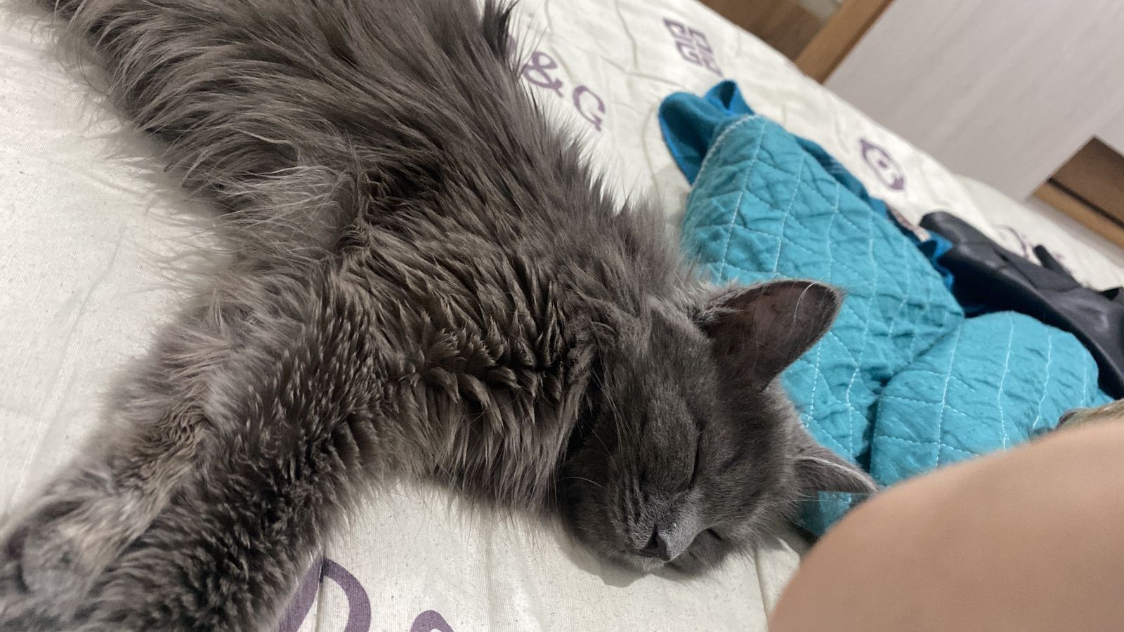 Кот кошка бесплатно