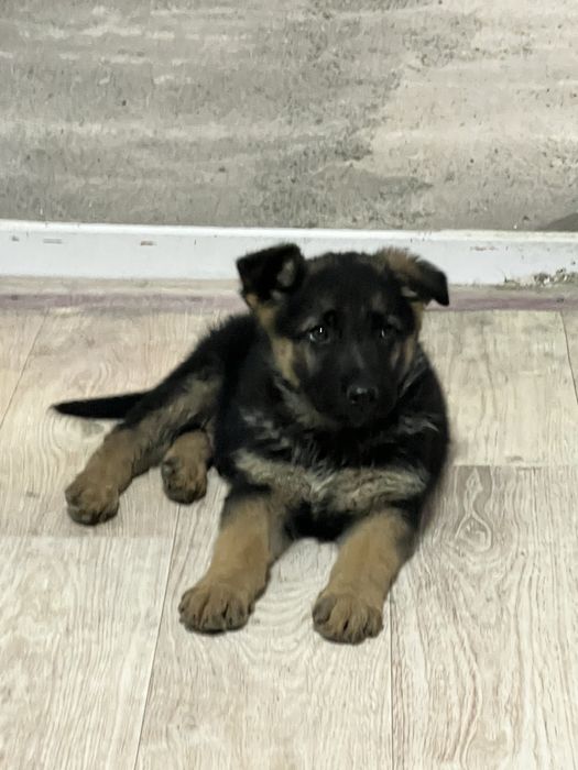 Алиментный щенок восточно-европейская овчарка