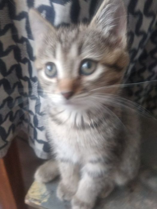 Отдам  милых   котят бесплатно.